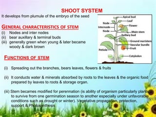 SHOOT SYSTEM
It develops from plumule of the embryo of the seed
GENERAL CHARACTERISTICS OF STEM
(i) Nodes and inter nodes
(ii) bear auxillary & terminal buds
(iii) generally green when young & later became
woody & dark brown
FUNCTIONS OF STEM
(i) Spreading out the branches, bears leaves, flowers & fruits
(ii) It conducts water & minerals absorbed by roots to the leaves & the organic food
prepared by leaves to roots & storage organ.
(iii) Stem becames modified for perennation (is ability of organism particularly plants,
to survive from one germination season to another especially under unfavorable
conditions such as drought or winter). Vegetative propagation, protection,
support & Photosynthesis
 