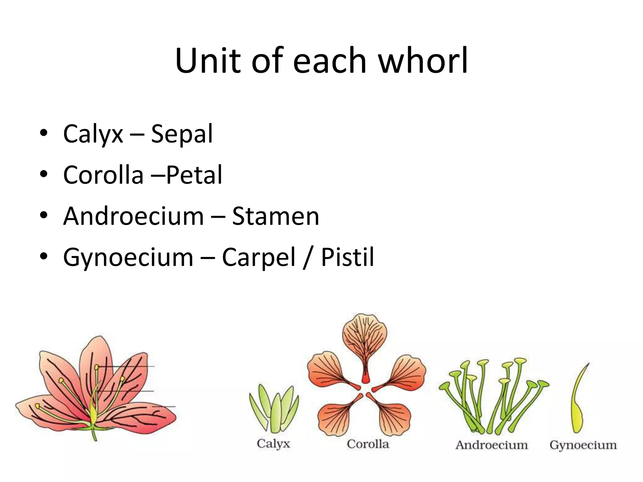 Morphology of flowering plants | PPTX
