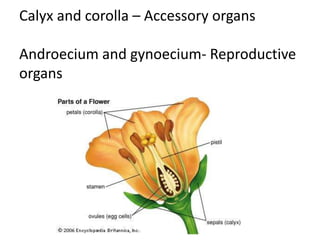 Morphology of flowering plants | PPTX