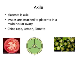 Morphology of flowering plants | PPTX