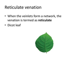 Morphology of flowering plants | PPTX