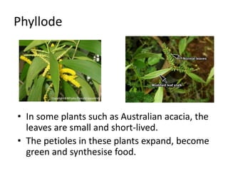 Morphology of flowering plants | PPTX