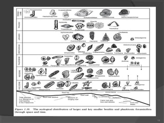 Morphology of foraminifera | PPT