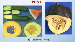 Morphology of Fruit - Dr Akhilraj A R | PPTX