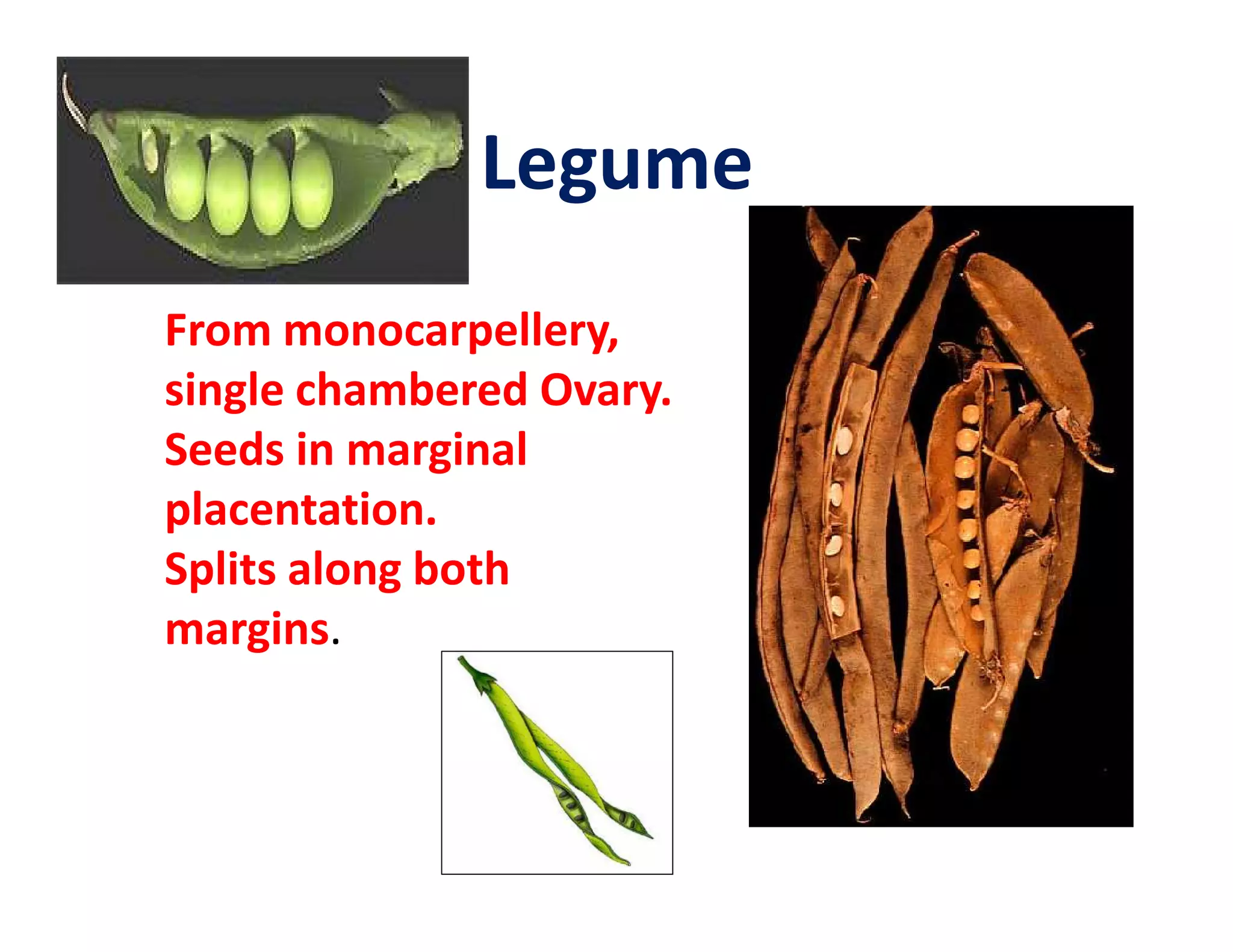 Legume
From monocarpellery,
single chambered Ovary.
Seeds in marginal
placentation.
Splits along both
margins.
 