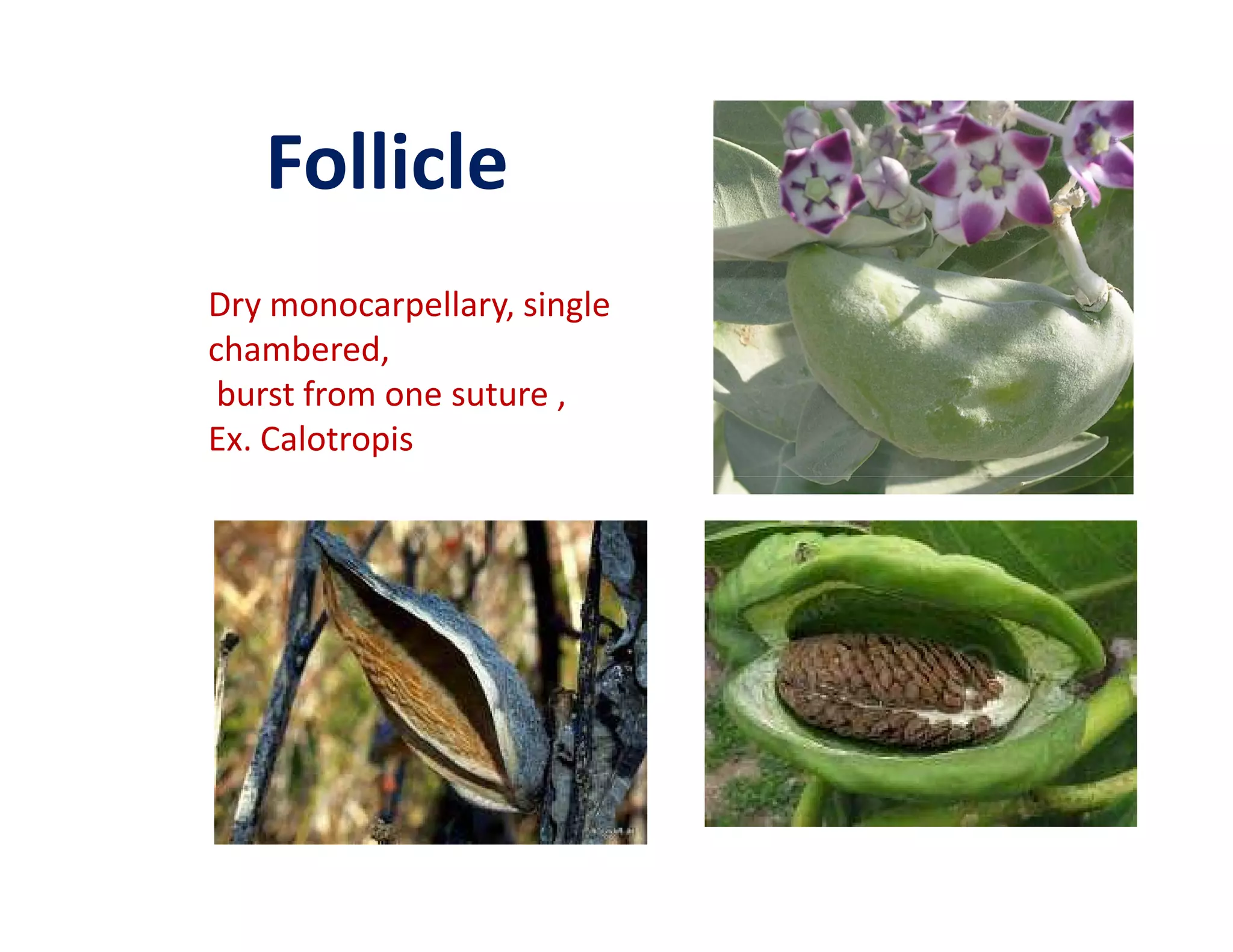 Follicle
Dry monocarpellary, single
chambered,
 burst from one suture ,
Ex. Calotropis
 