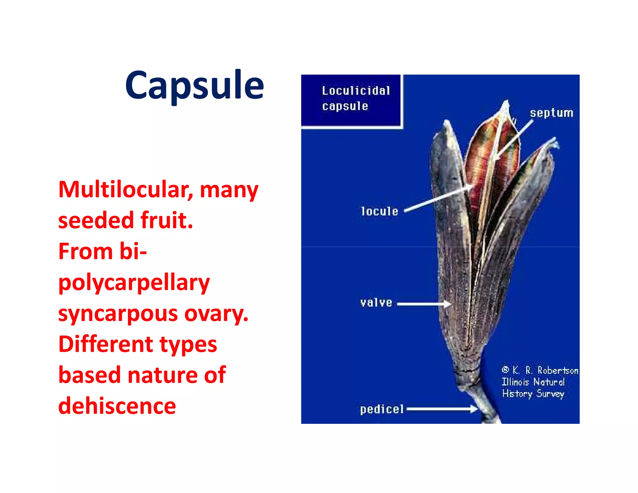 Capsule

Multilocular, many
seeded fruit.
From bi-
polycarpellary
syncarpous ovary.
Different types
based nature of
dehiscence
 
