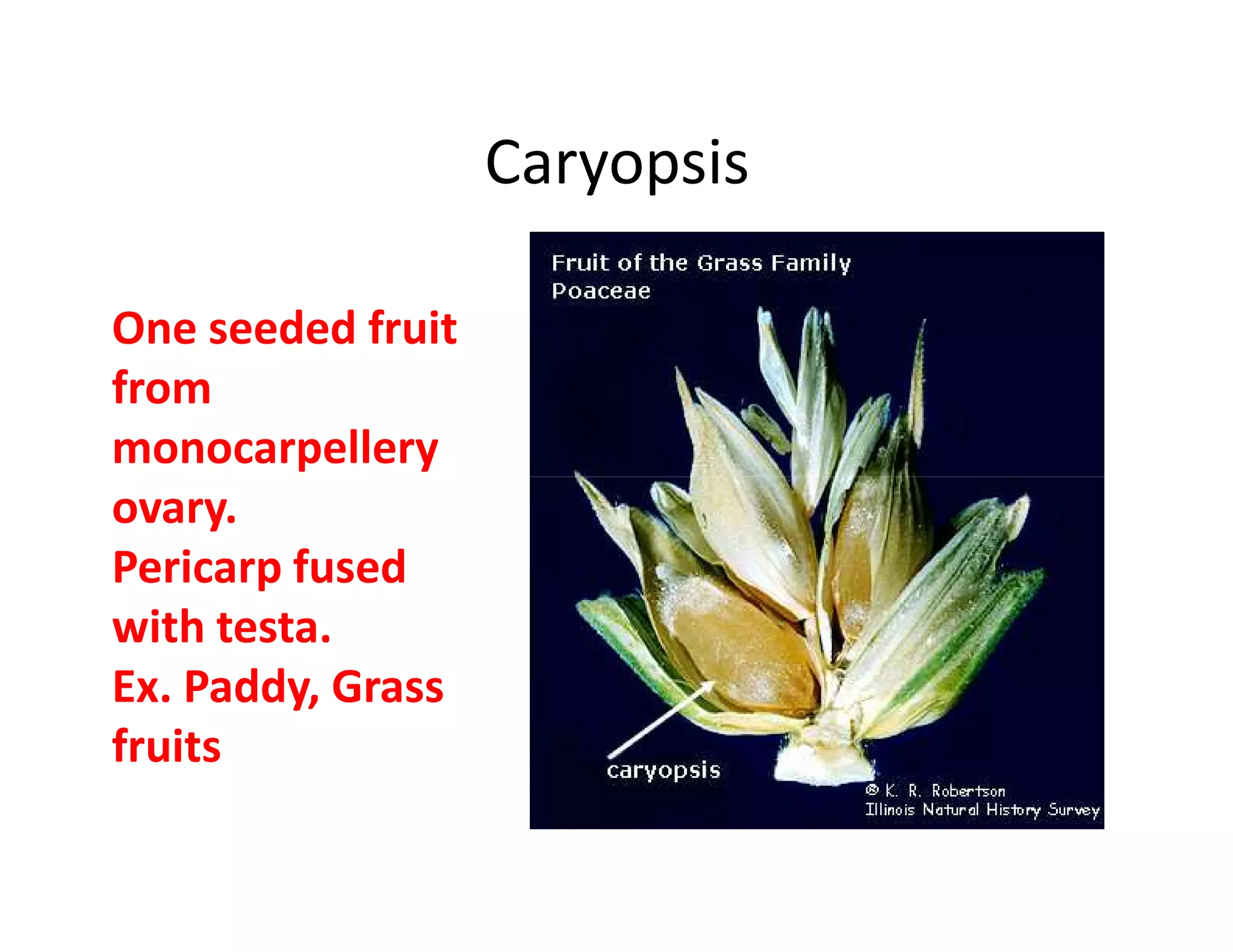 Caryopsis

One seeded fruit
from
monocarpellery
ovary.
Pericarp fused
with testa.
Ex. Paddy, Grass
fruits
 