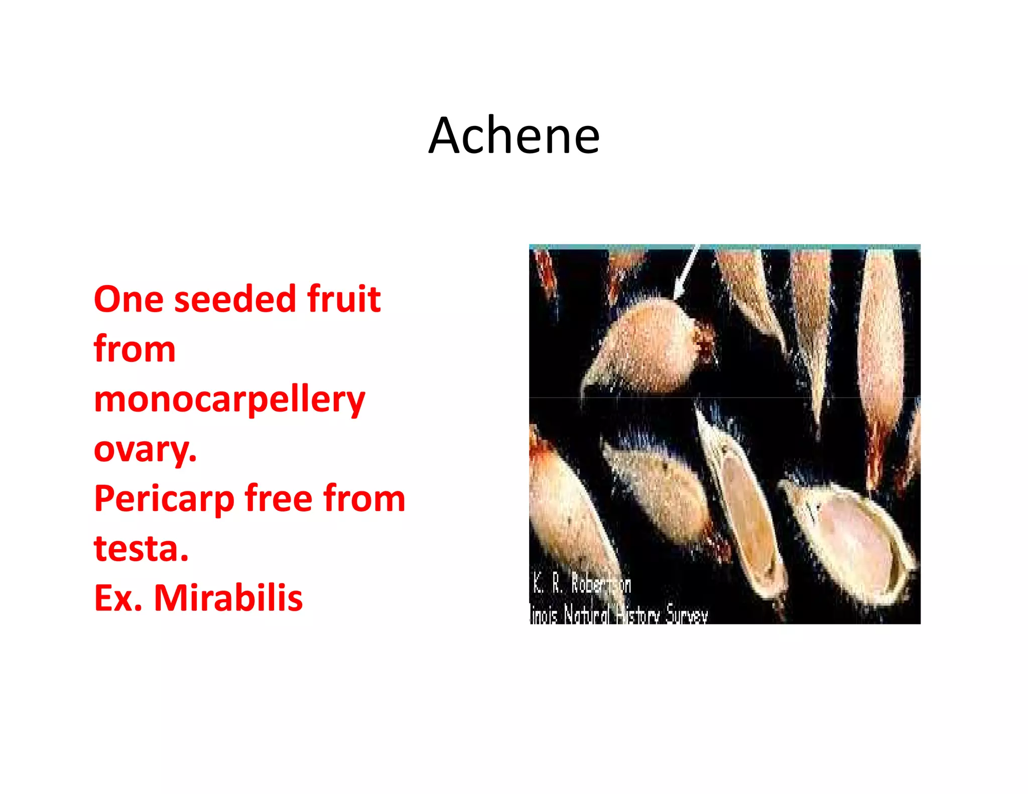 Achene

One seeded fruit
from
monocarpellery
ovary.
Pericarp free from
testa.
Ex. Mirabilis
 