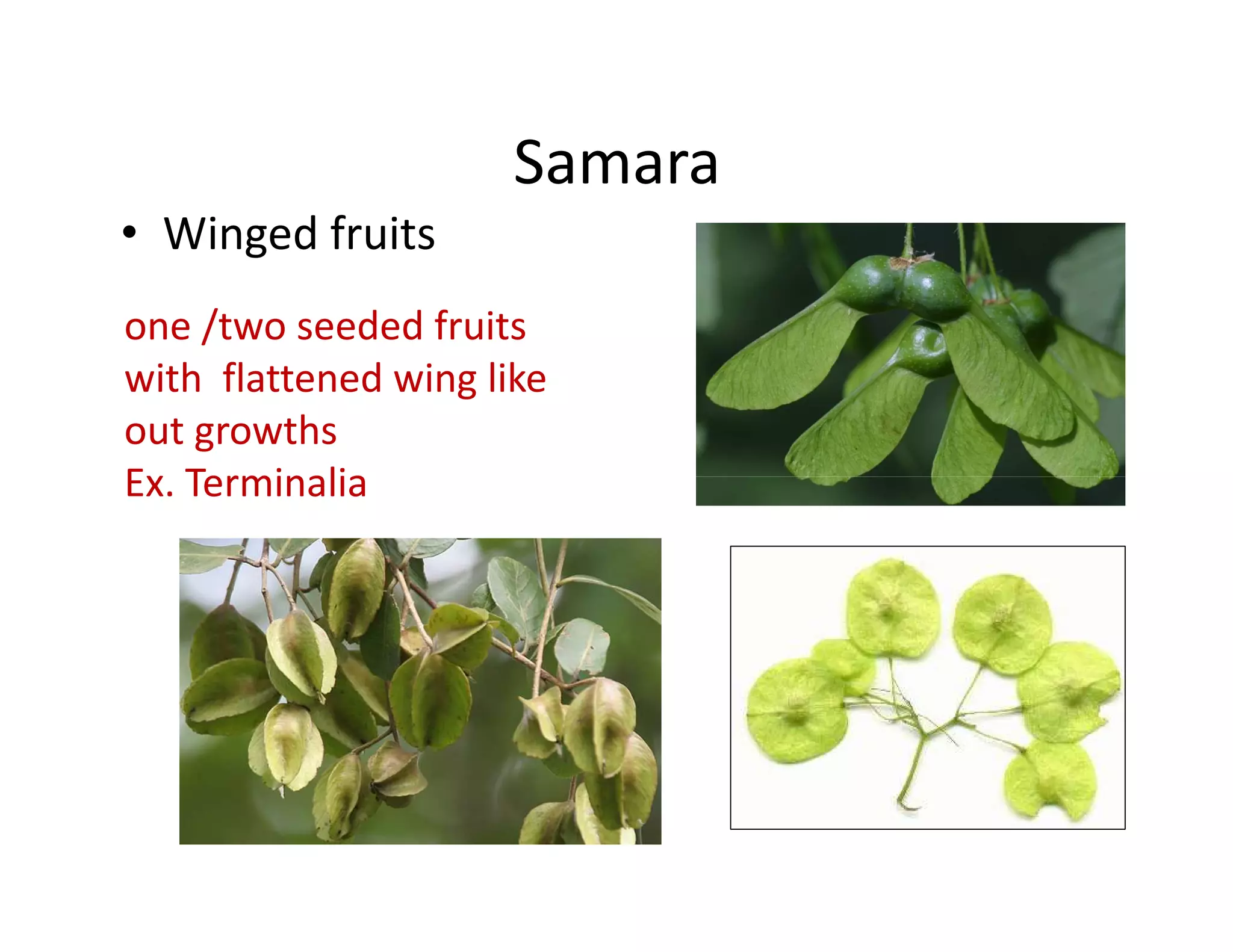 Samara
• Winged fruits
one /two seeded fruits
with flattened wing like
out growths
Ex. Terminalia
 
