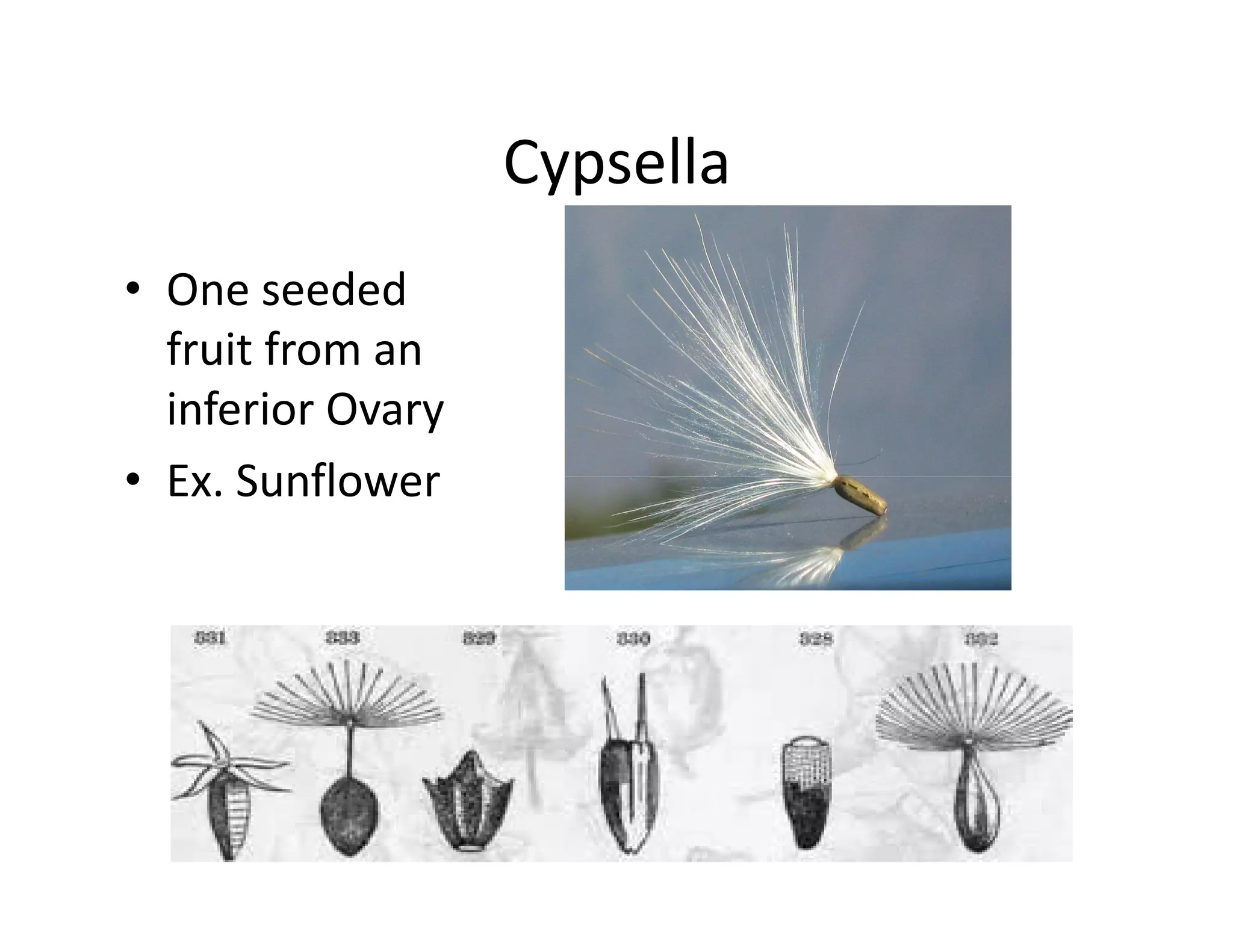 Cypsella
• One seeded
  fruit from an
  inferior Ovary
• Ex. Sunflower
 