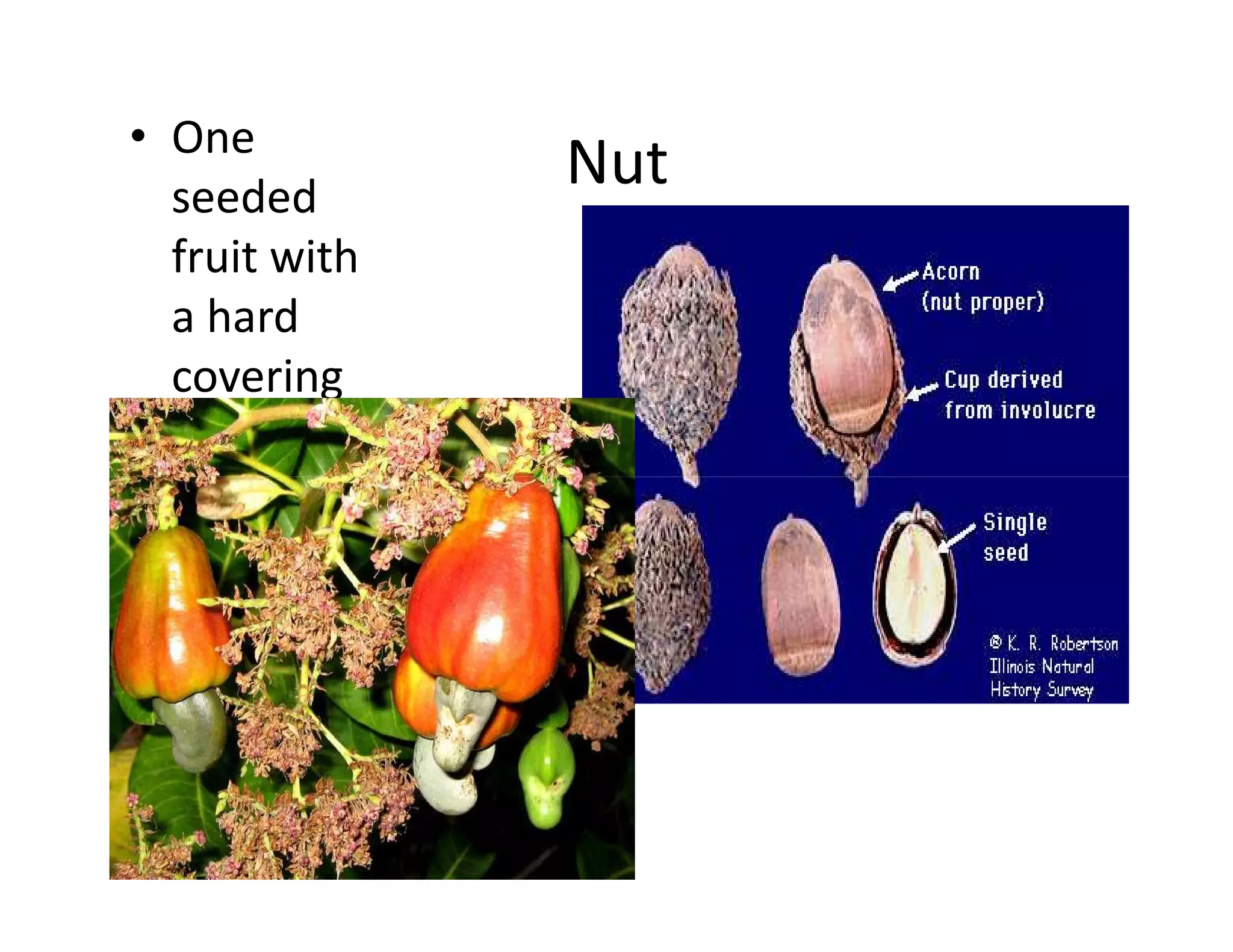 • One
  seeded
               Nut
  fruit with
  a hard
  covering
 
