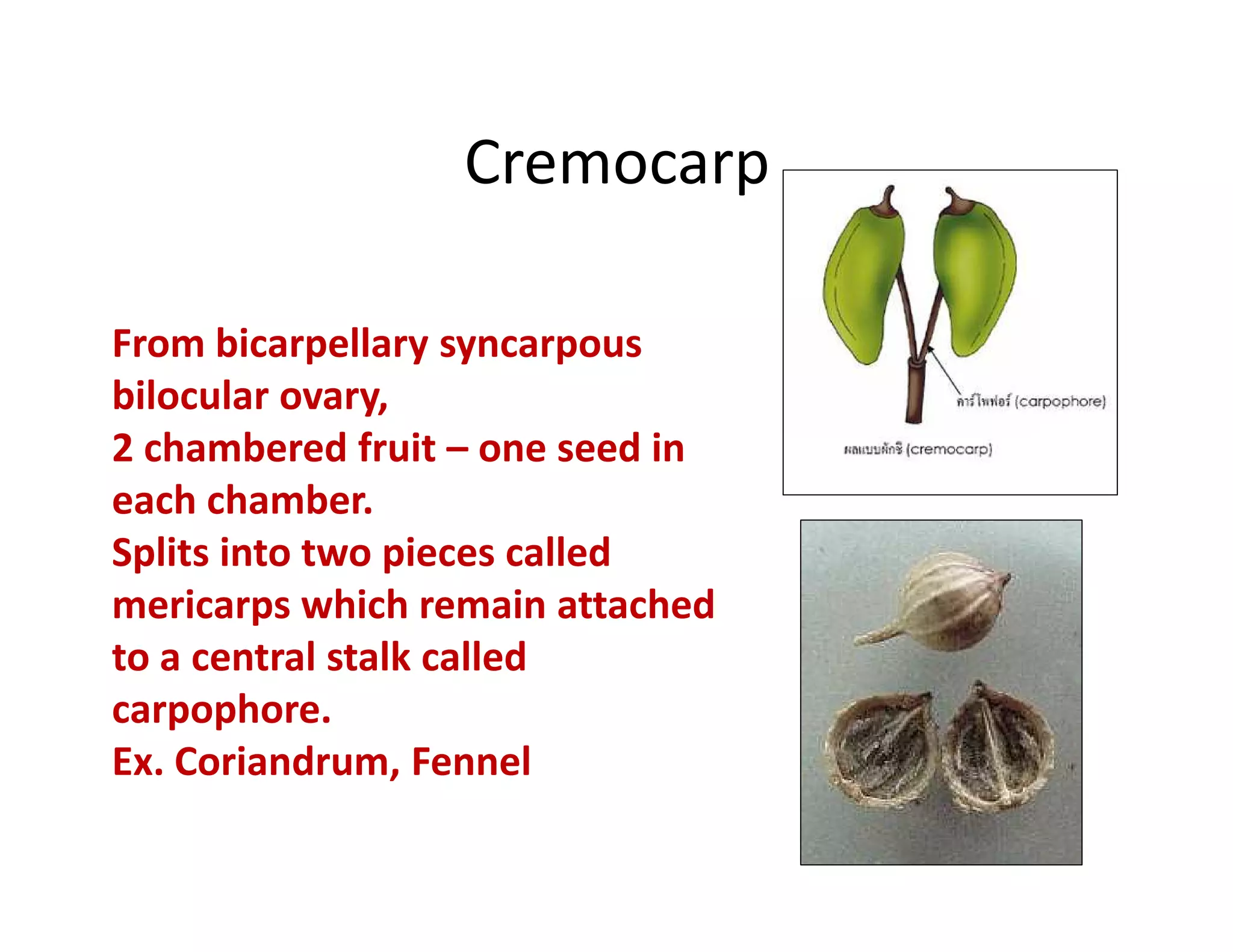 Cremocarp

From bicarpellary syncarpous
bilocular ovary,
2 chambered fruit – one seed in
each chamber.
Splits into two pieces called
mericarps which remain attached
to a central stalk called
carpophore.
Ex. Coriandrum, Fennel
 