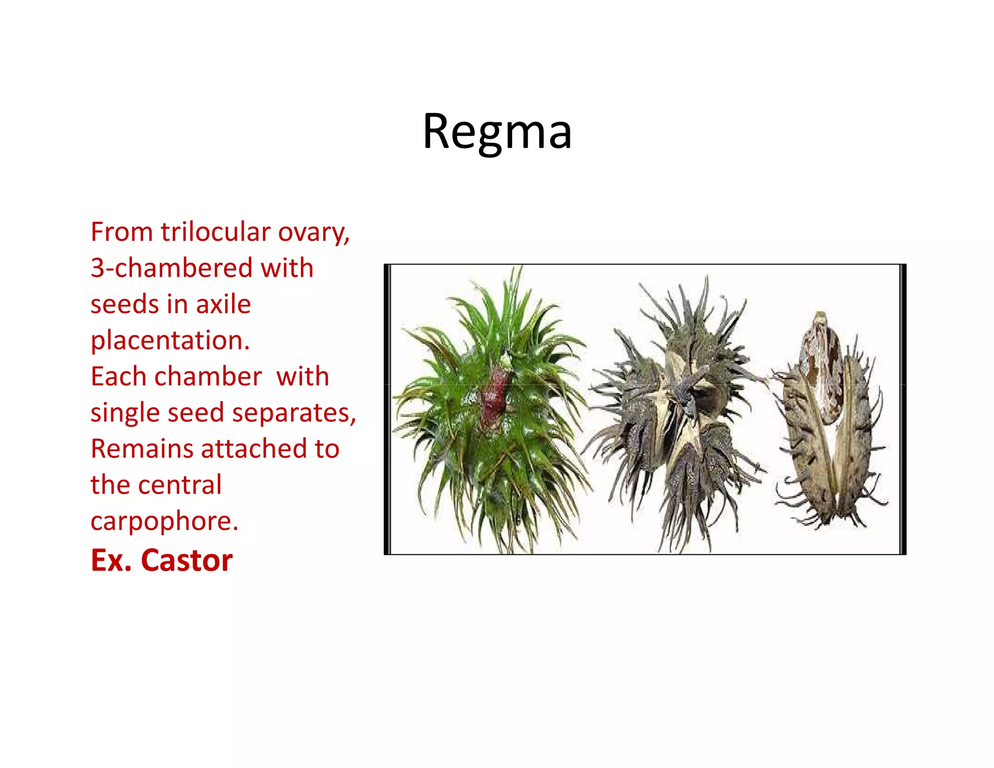 Regma
From trilocular ovary,
3-chambered with
seeds in axile
placentation.
Each chamber with
single seed separates,
Remains attached to
the central
carpophore.
Ex. Castor
 