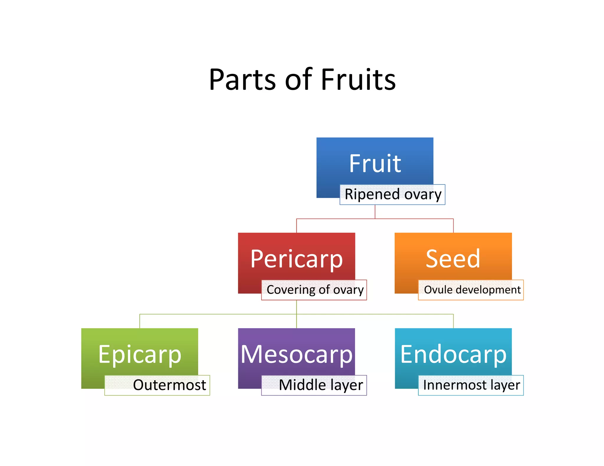 Parts of Fruits

                                Fruit
                               Ripened ovary



                 Pericarp                Seed
                  Covering of ovary      Ovule development




Epicarp         Mesocarp              Endocarp
  Outermost         Middle layer         Innermost layer
 