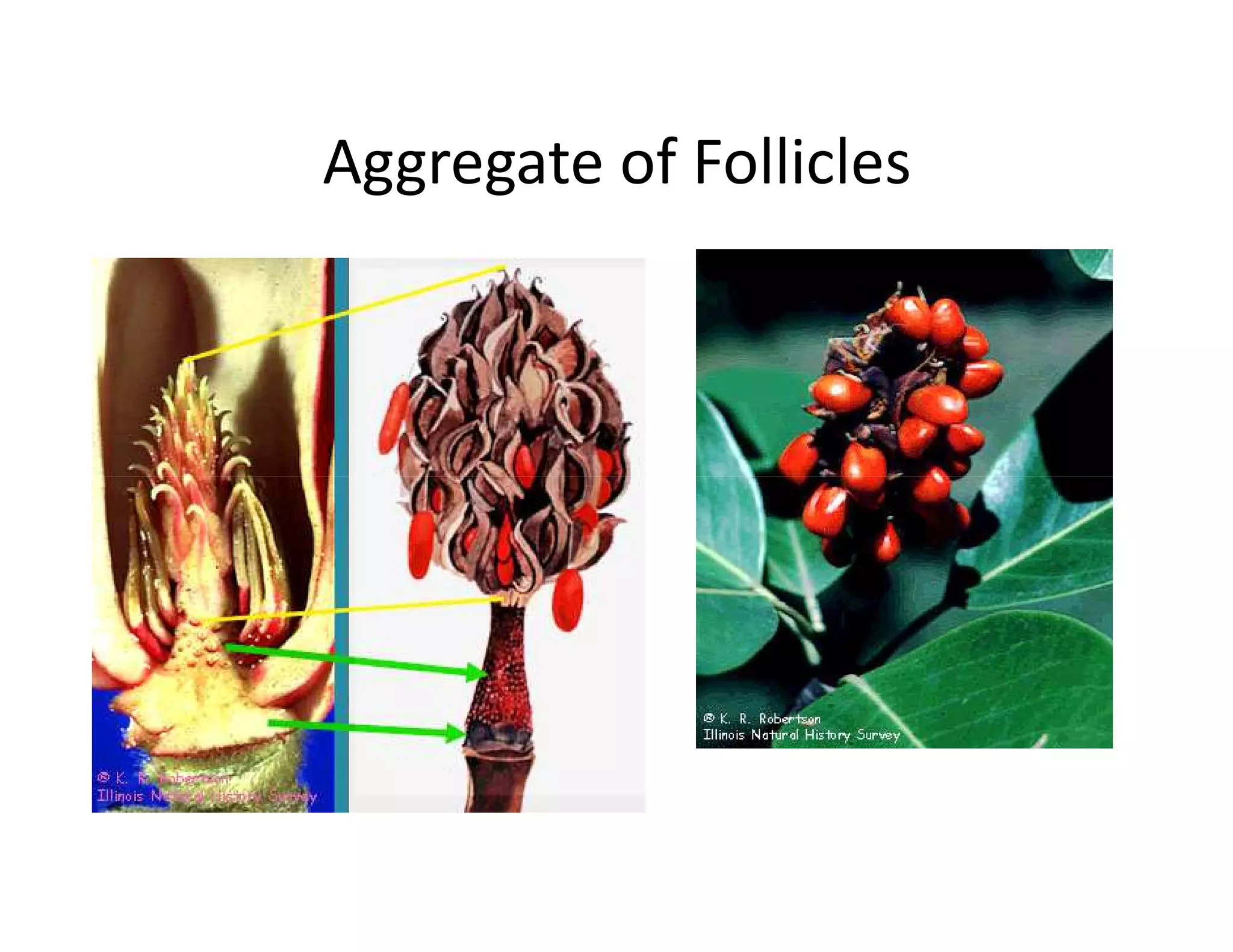Aggregate of Follicles
 