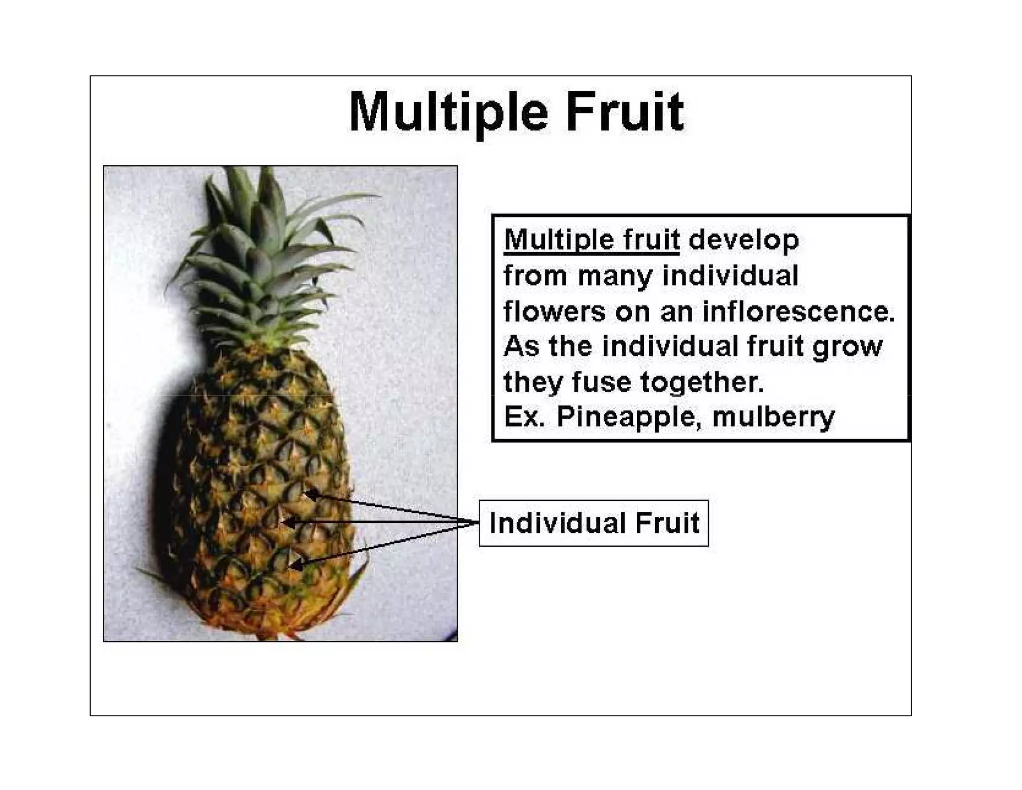 Morphology of fruits