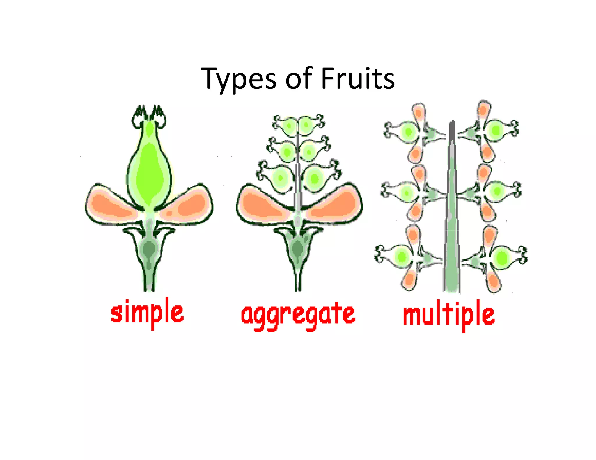 Types of Fruits
 