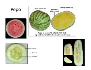 Morphology of fruits | PDF