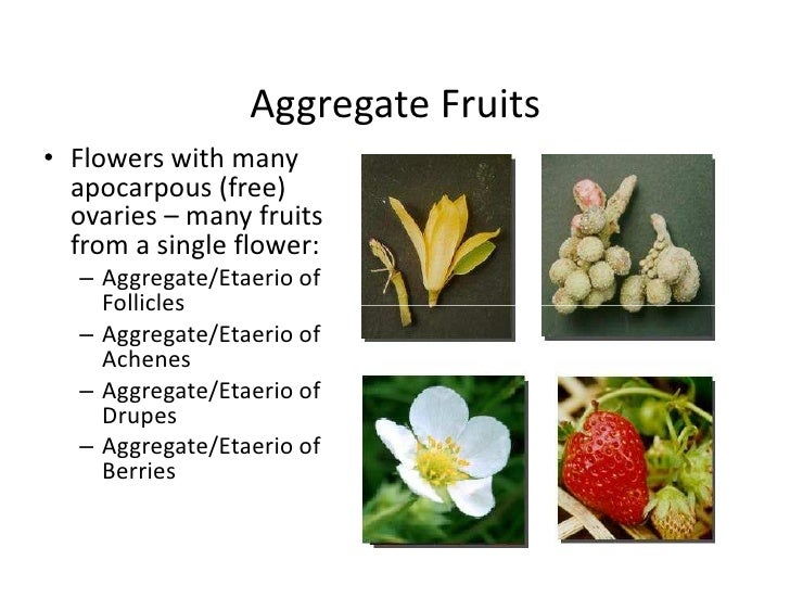 Morphology of fruits