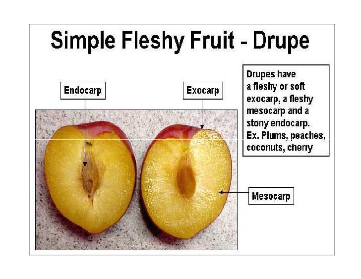 Morphology of fruits