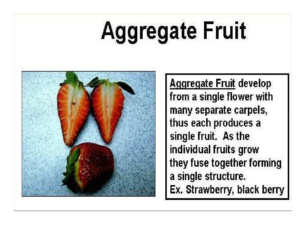 Morphology of fruits
