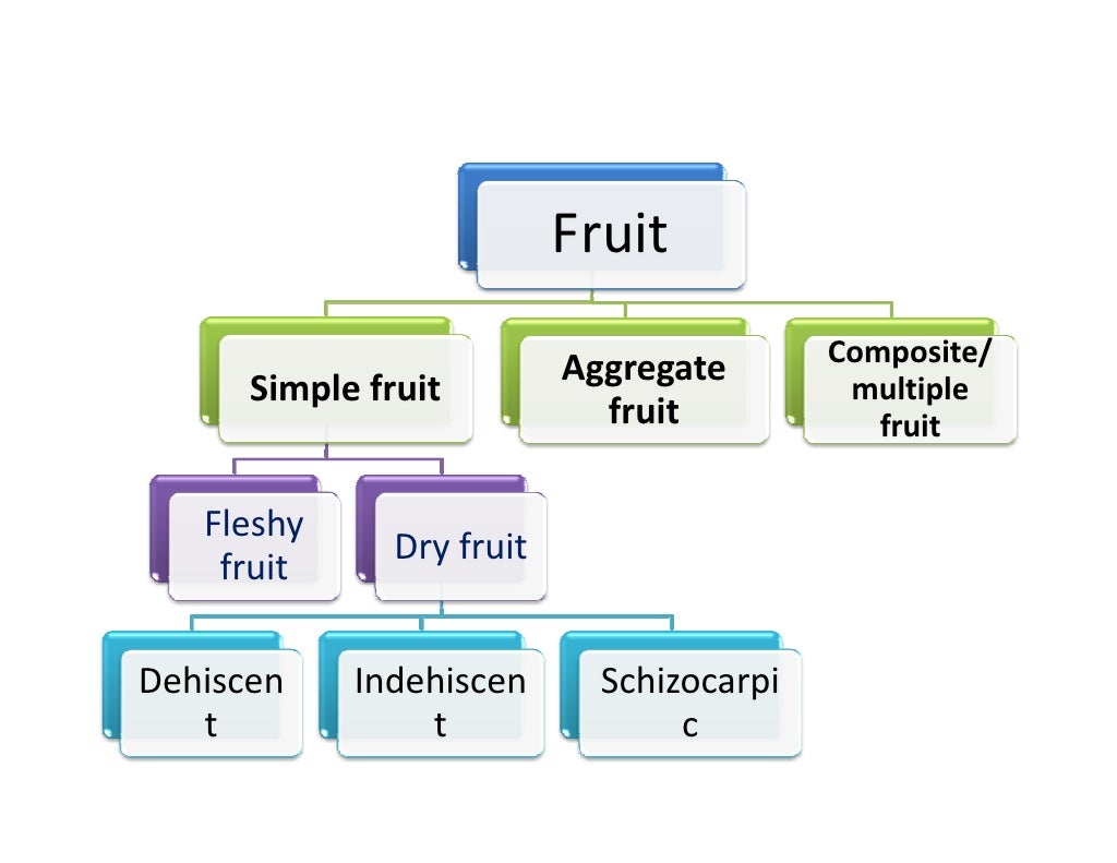 Morphology of fruits