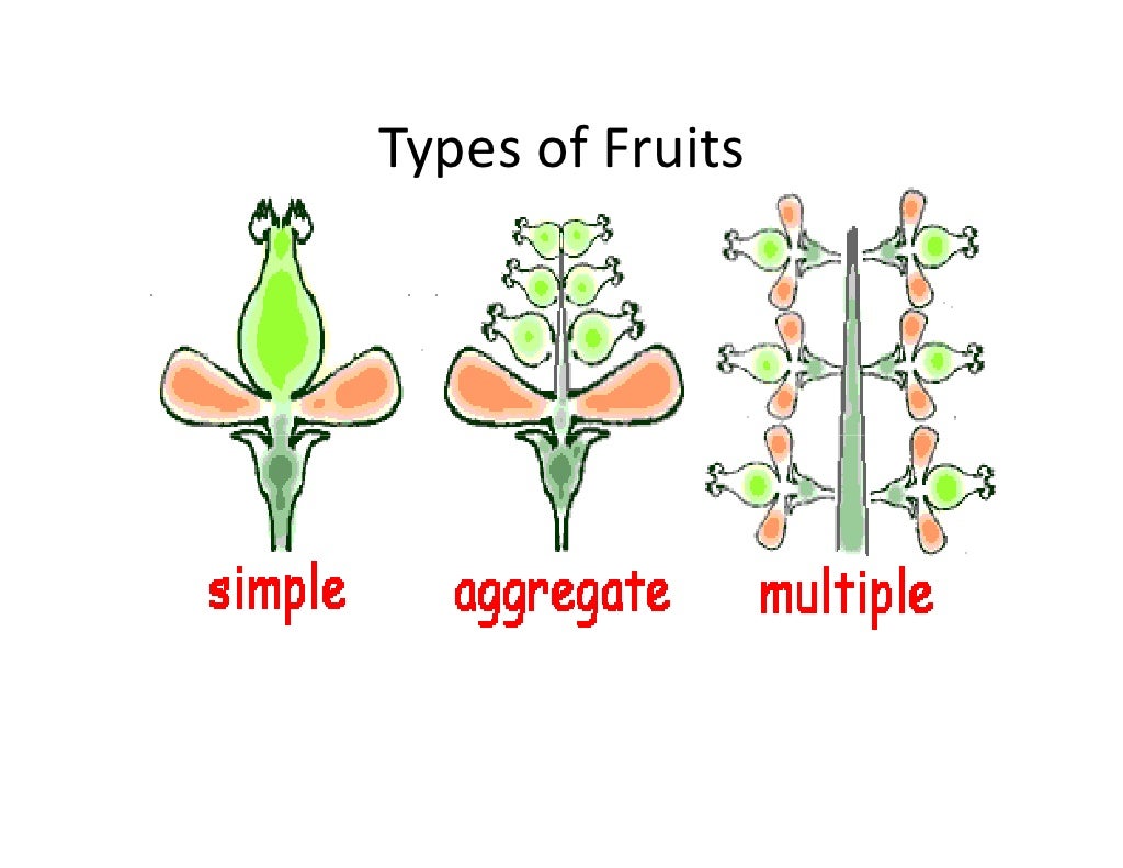Morphology of fruits