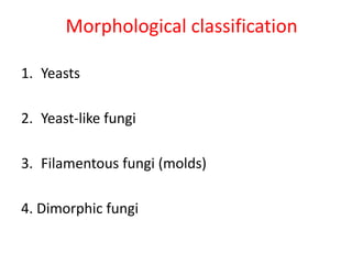 1. Yeasts
2. Yeast-like fungi
3. Filamentous fungi (molds)
4. Dimorphic fungi
Morphological classification
 