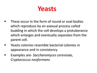 Yeasts
 These occur in the form of round or oval bodies
which reproduce by an asexual process called
budding in which the cell develops a protuberance
which enlarges and eventually separates from the
parent cell.
 Yeasts colonies resemble bacterial colonies in
appearance and in consistency
 Examples are- Saccharomyces cerevisiae,
Cryptococcus neoformans
 