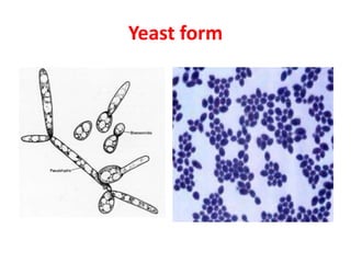 Yeast form
 
