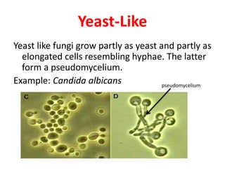 Yeast-Like
Yeast like fungi grow partly as yeast and partly as
elongated cells resembling hyphae. The latter
form a pseudomycelium.
Example: Candida albicans pseudomycelium
 