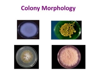 Colony Morphology
 