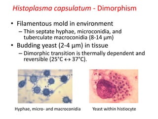 Histoplasma capsulatum - Dimorphism
• Filamentous mold in environment
– Thin septate hyphae, microconidia, and
tuberculate macroconidia (8-14 µm)
• Budding yeast (2-4 µm) in tissue
– Dimorphic transition is thermally dependent and
reversible (25°C  37°C).
Hyphae, micro- and macroconidia Yeast within histiocyte
 