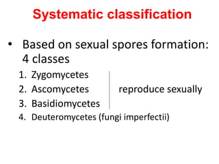 Systematic classification
• Based on sexual spores formation:
4 classes
1. Zygomycetes
2. Ascomycetes reproduce sexually
3. Basidiomycetes
4. Deuteromycetes (fungi imperfectii)
 