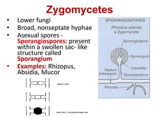 Zygomycetes
• Lower fungi
• Broad, nonseptate hyphae
• Asexual spores -
Sporangiospores: present
within a swollen sac- like
structure called
Sporangium
• Examples: Rhizopus,
Absidia, Mucor
 