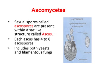 Ascomycetes
• Sexual spores called
ascospores are present
within a sac like
structure called Ascus.
• Each ascus has 4 to 8
ascospores
• Includes both yeasts
and filamentous fungi
 