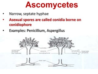 Ascomycetes
• Narrow, septate hyphae
• Asexual spores are called conidia borne on
conidiophore
• Examples: Penicillium, Aspergillus
 
