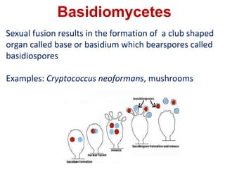 Basidiomycetes
Sexual fusion results in the formation of a club shaped
organ called base or basidium which bearspores called
basidiospores
Examples: Cryptococcus neoformans, mushrooms
 