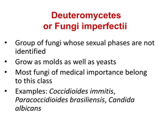 Deuteromycetes
or Fungi imperfectii
• Group of fungi whose sexual phases are not
identified
• Grow as molds as well as yeasts
• Most fungi of medical importance belong
to this class
• Examples: Coccidioides immitis,
Paracoccidioides brasiliensis, Candida
albicans
 