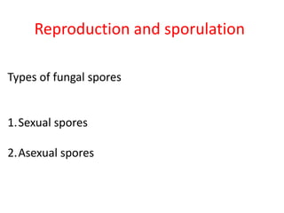 Reproduction and sporulation
Types of fungal spores
1.Sexual spores
2.Asexual spores
 