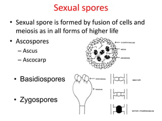 Sexual spores
• Sexual spore is formed by fusion of cells and
meiosis as in all forms of higher life
• Ascospores
– Ascus
– Ascocarp
• Basidiospores
• Zygospores
 