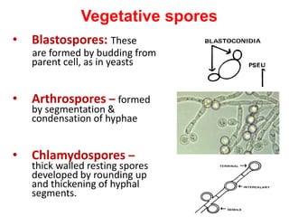 Vegetative spores
• Blastospores: These
are formed by budding from
parent cell, as in yeasts
• Arthrospores – formed
by segmentation &
condensation of hyphae
• Chlamydospores –
thick walled resting spores
developed by rounding up
and thickening of hyphal
segments.
 