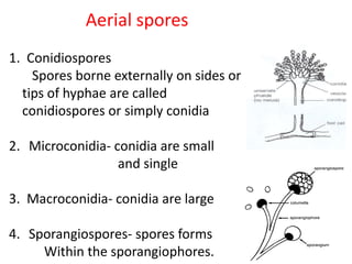 Aerial spores
1. Conidiospores
Spores borne externally on sides or
tips of hyphae are called
conidiospores or simply conidia
2. Microconidia- conidia are small
and single
3. Macroconidia- conidia are large
4. Sporangiospores- spores forms
Within the sporangiophores.
 