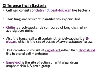 Difference from Bacteria
• Cell wall consists of chitin not peptidoglycan like bacteria
• Thus fungi are resistant to antibiotics as penicillins
• Chitin is a polysaccharide composed of long chain of n-
acetylglucosamine.
• Also the fungal cell wall contain other polysaccharide, β-
glucan, which is the site of action of some antifungal drugs.
• Cell membrane consist of ergosterol rather than cholesterol
like bacterial cell membrane
• Ergosterol is the site of action of antifungal drugs,
amphotericin B & azole group
 