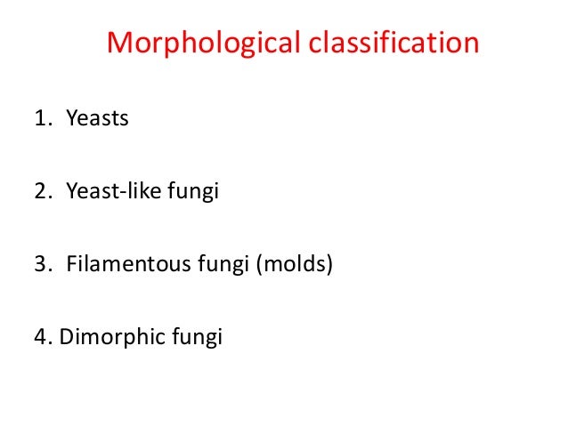 Morphology Of Fungi