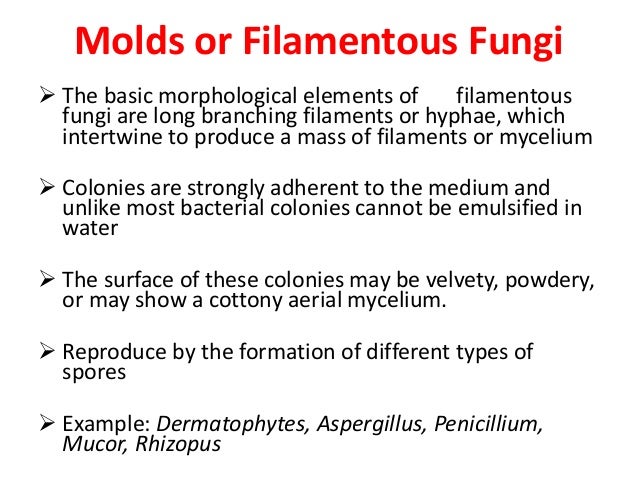Morphology Of Fungi
