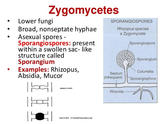 Morphology Of Fungi
