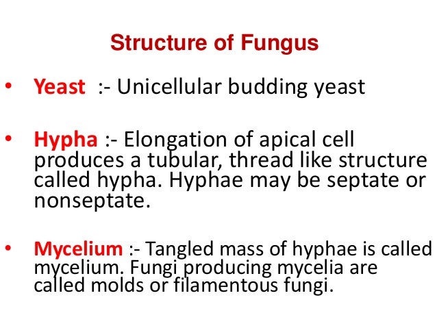 Morphology Of Fungi