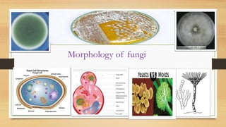 Morphology of fungi
 